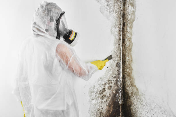 Best Mold Cleaning Services  in Hernando Beach, FL